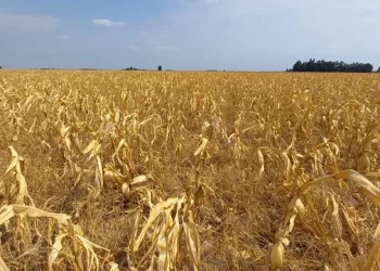 Sequía: prorrogan la emergencia agropecuaria en Santa Fe para todas las producciones