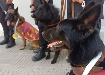 Perros de la Policía de Santa Fe premiados en una competencia nacional en Córdoba