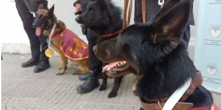 Perros de la Policía de Santa Fe premiados en una competencia nacional en Córdoba