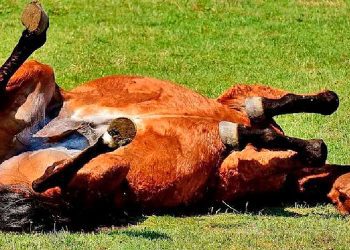 Se confirmó casos de encefalomielitis equina en el departamento Belgrano