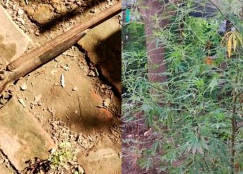 Diaz: La policía buscaban un arma y encontró 50 plantas de marihuana