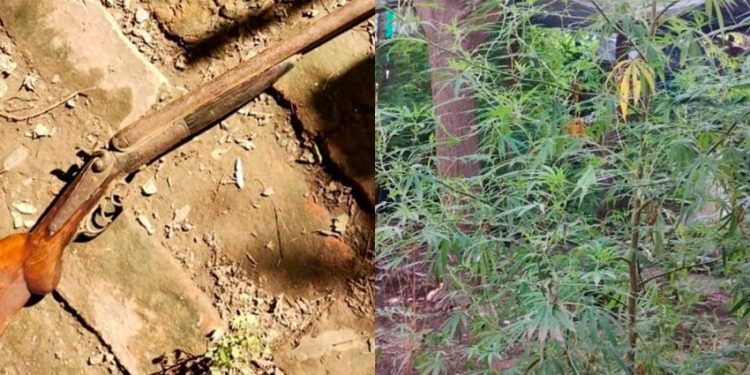 Diaz: La policía buscaban un arma y encontró 50 plantas de marihuana