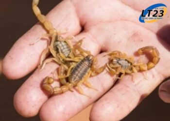 Una beba de un año murió tras ser picada por un alacrán.