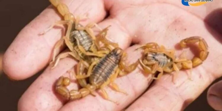 Una beba de un año murió tras ser picada por un alacrán.