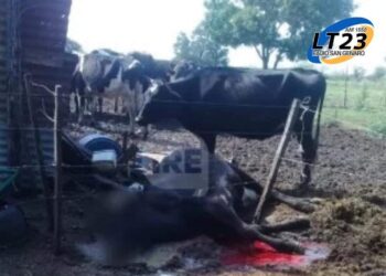 Abigeato en Serodino: Faenaron una vaca, cuatro chivos y dejaron agonizando una Holando preñada