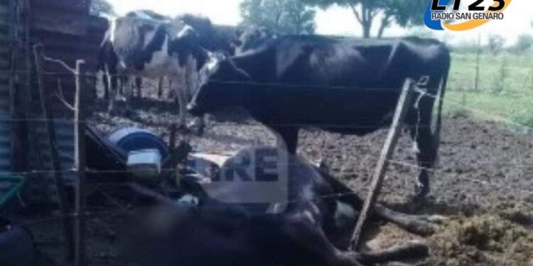 Abigeato en Serodino: Faenaron una vaca, cuatro chivos y dejaron agonizando una Holando preñada