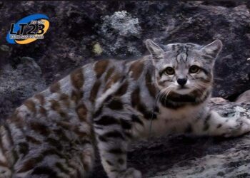 Fotografiaron en Jujuy al»fantasma de los Andes», el gato menos conocido del planeta