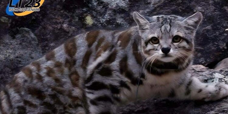 Fotografiaron en Jujuy al»fantasma de los Andes», el gato menos conocido del planeta