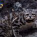 Fotografiaron en Jujuy al»fantasma de los Andes», el gato menos conocido del planeta
