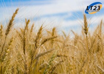 A pesar de las complicaciones climáticas, aseguran que la oferta de trigo se mantendrá firme en 2025