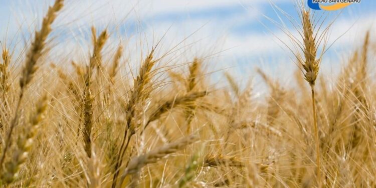 A pesar de las complicaciones climáticas, aseguran que la oferta de trigo se mantendrá firme en 2025