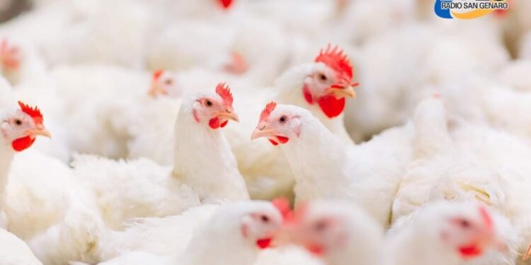 Con la Gripe Aviar superada, las exportaciones de pollo se recuperan en 2024