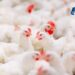 Con la Gripe Aviar superada, las exportaciones de pollo se recuperan en 2024