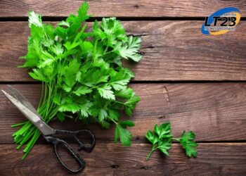 Los beneficios de sumar una ramita de perejil a las comidas