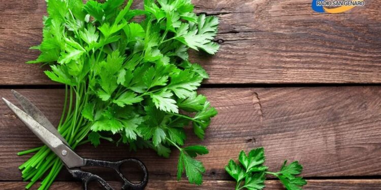 Los beneficios de sumar una ramita de perejil a las comidas