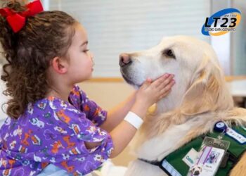 El sanatorio de niños autoriza la compañía de mascotas para los pacientes internados