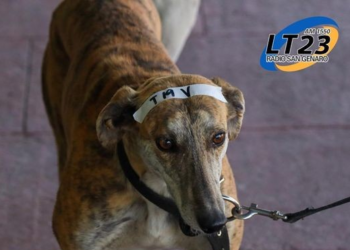 Esterilizaron 44 mascotas en el operativo de salud animal.