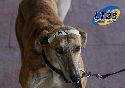 Esterilizaron 44 mascotas en el operativo de salud animal.