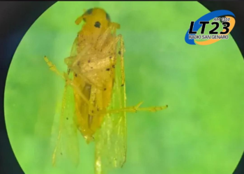 Alerta del Inta: la chicharrita africana está en Argentina.