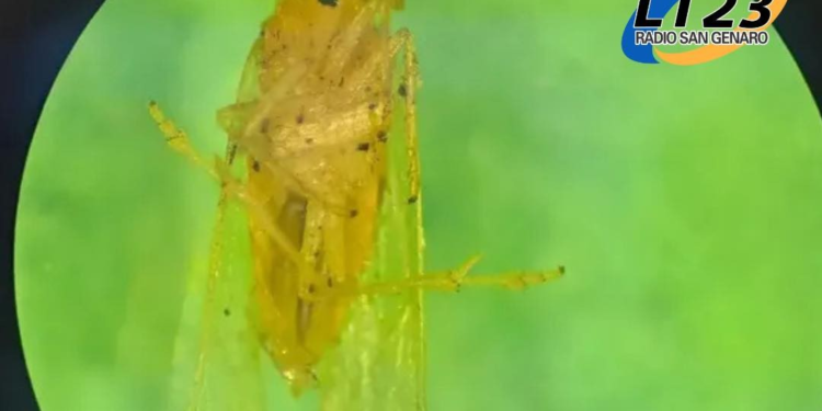 Alerta del Inta: la chicharrita africana está en Argentina.
