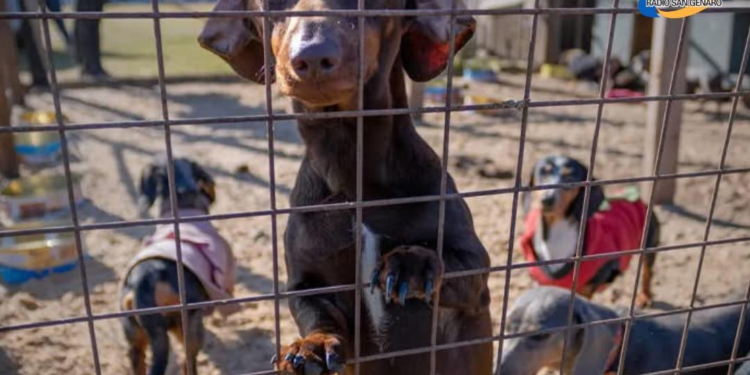 Nueva York: entrará en vigencia la ley que prohíbe la venta de perros, gatos y conejos en tiendas