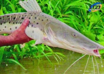 Comenzó a regir la veda del Surubí en la provincia de Santa Fe