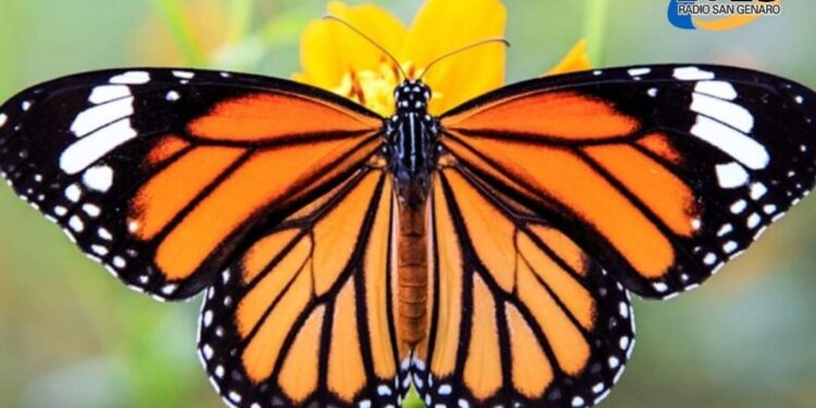 Cientificos buscan salvar a las mariposas monarcas ante el avance del calentamiento global