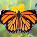 Cientificos buscan salvar a las mariposas monarcas ante el avance del calentamiento global