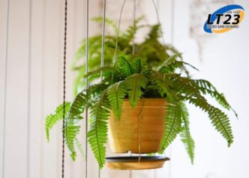 Emocionante reencuentro de la Generación Dorada de básquet en el Parque Roca