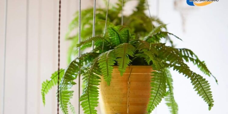 Emocionante reencuentro de la Generación Dorada de básquet en el Parque Roca