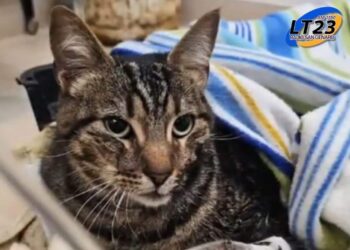 El «milagro» de Kiara, la gatita que paso ocho días entre los escombros en Villa Gesell y sobrevivió