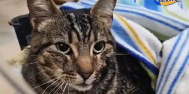 El «milagro» de Kiara, la gatita que paso ocho días entre los escombros en Villa Gesell y sobrevivió