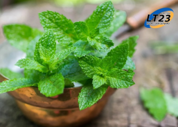 Ingerir Menta, un impulso natural para la concentración