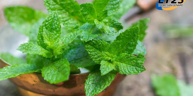 Ingerir Menta, un impulso natural para la concentración