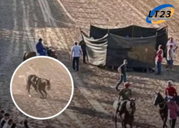 Rosario: Un caballo se quebró ambas patas delanteras y fue sacrificado en plena carrera