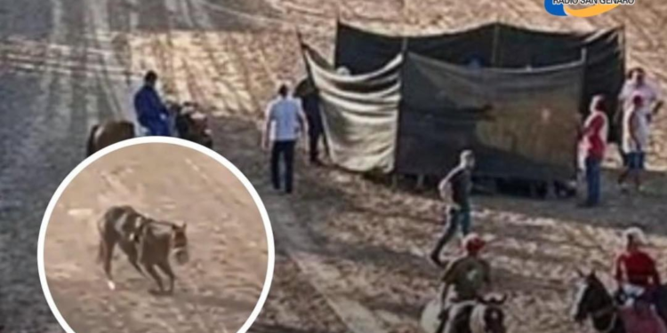 Rosario: Un caballo se quebró ambas patas delanteras y fue sacrificado en plena carrera