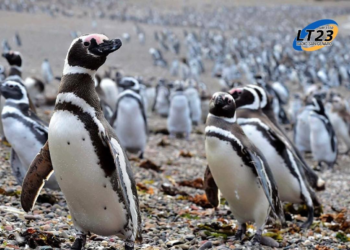 Encontraron culpable al ganadero acusado de la matanza de pingüinos en Punta Tombo