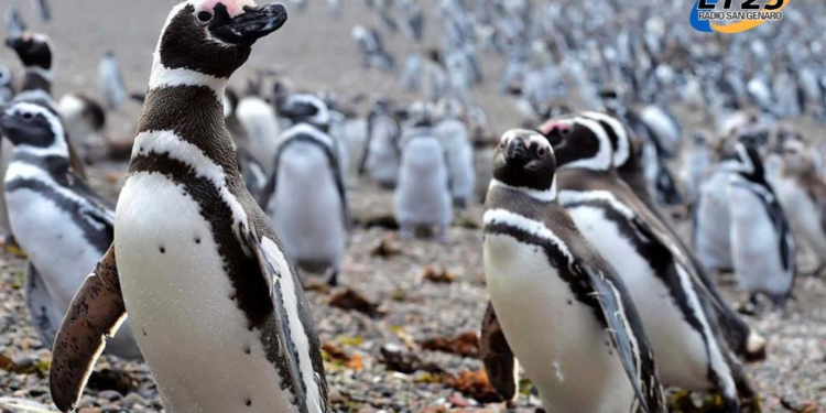 Encontraron culpable al ganadero acusado de la matanza de pingüinos en Punta Tombo