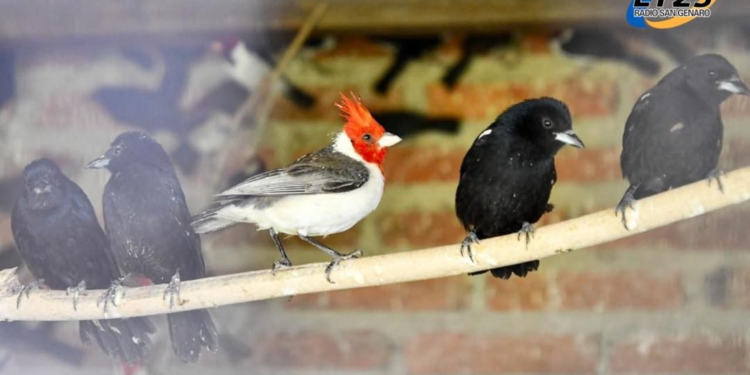 Santa Fe: Se endurece las multas contra la caza y el comercio ilegal de fauna silvestre