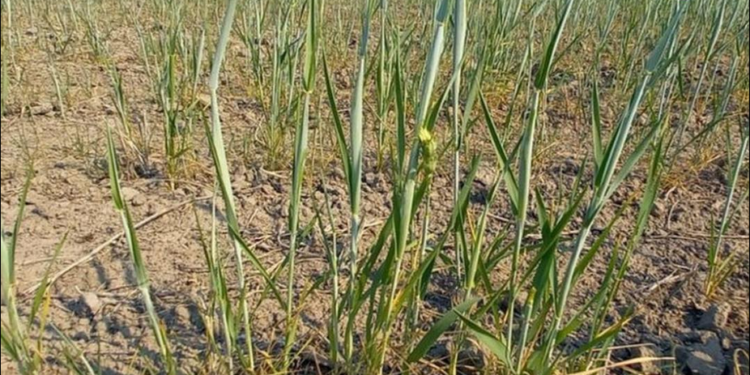 Se extendió la emergencia agropecuaria en cuatro departamentos de Santa Fe