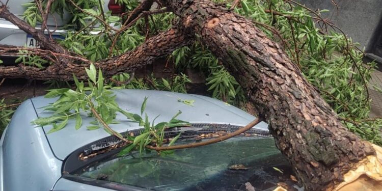 ROSARIO: LAS RÁFAGAS DE VIENTO LLEGARON A 110 KM/H EN Y UN ÁRBOL APLASTÓ DOS AUTOS