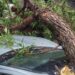 ROSARIO: LAS RÁFAGAS DE VIENTO LLEGARON A 110 KM/H EN Y UN ÁRBOL APLASTÓ DOS AUTOS