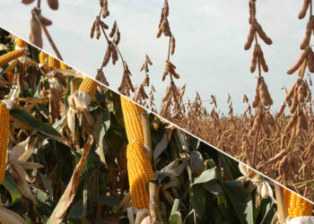 AVANZA CON FIRMEZA LA SIEMBRA DE SOJA Y MAÍZ