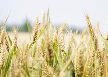 Se acelera la comercialización del trigo con el avance de la cosecha