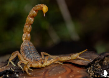 Crece la aparición de alacranes en el sur santafesino