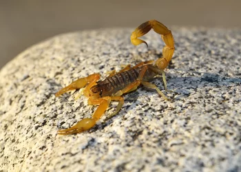 Una beba de un año sufrió picadura de alacrán en Sunchales