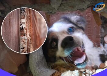 Ceres «Ojitos» quedó atrapado entre dos muros y fue rescatado por Bomberos