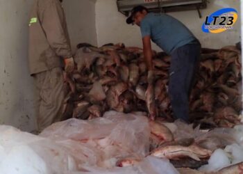 Decomisaron 3.000 sábalos en un operativo de control en Arroyo Seco