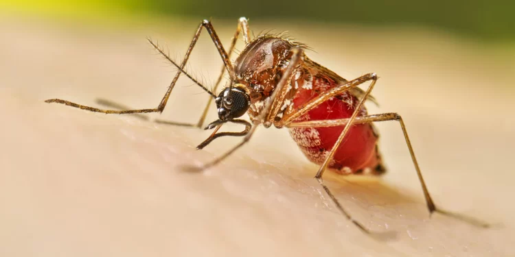 Confirmaron 8 nuevos casos positivos en dengue Rosario