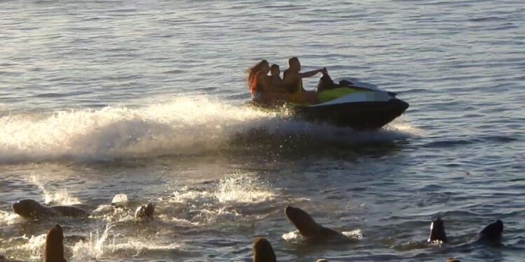 Mar Del Plata Un hombre será multado por asustar a los lobos marinos con una moto de agua
